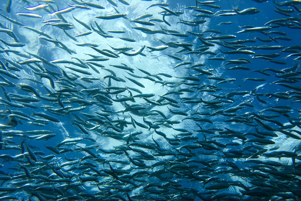 Fish near Santiago Island, Galápagos (©Walter Perez)