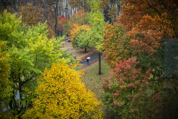 Looking down on campus through a variety of colorful treetops, people walk by holding umbrellas