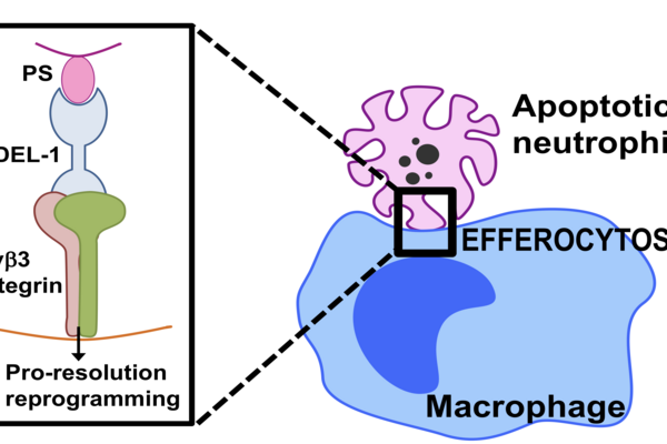 A diagram explains the action of the protein Del-1 and macrophages