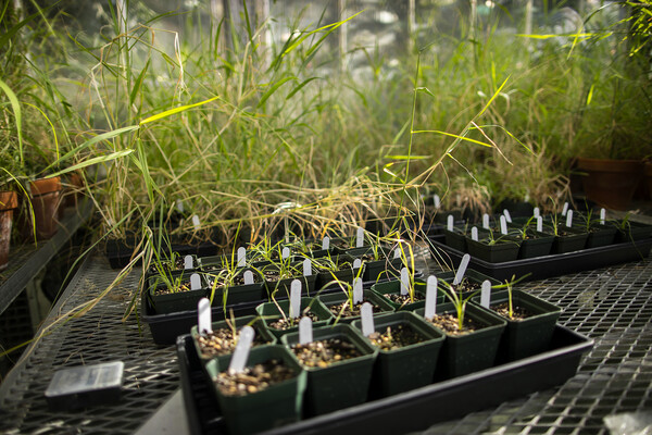 Pots on a table in a greenhouse filled with grasses in various stages of growth