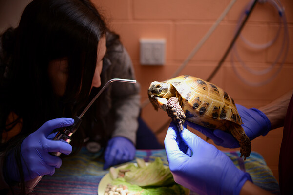 Penn Vet students examining a turtle
