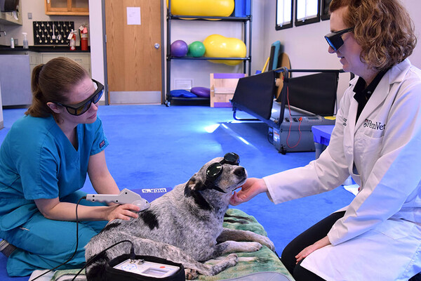 Ranger the dog wearing sunglsses seated while a doctor and nurse apply therapeutic laser therapy