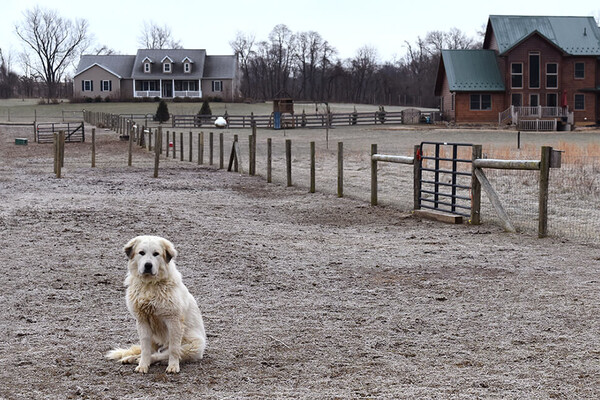 Goliath the dog on a farm with his canine buddy behind a fence with two farmhouses in the background