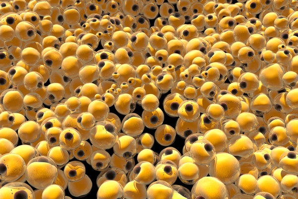 human fat cells
