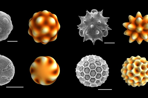 Pollen structure types illustration