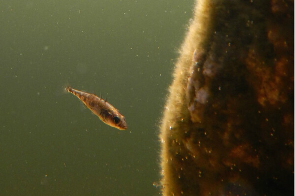 a tiny fish swims under green, murky water