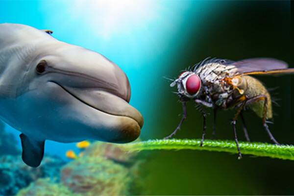 Dolphin and fruit fly