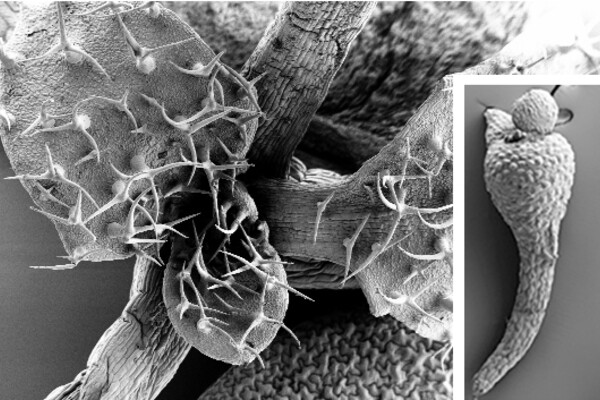 Scanning electron microscope image of plant parts. Main image is covered in spikes, smaller one looks smoother and less complex.