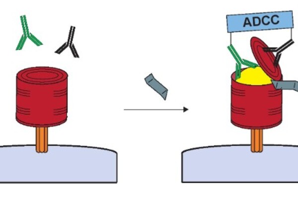 a cartoon of the HIV virus being wrapped by a can and opened by antibodies