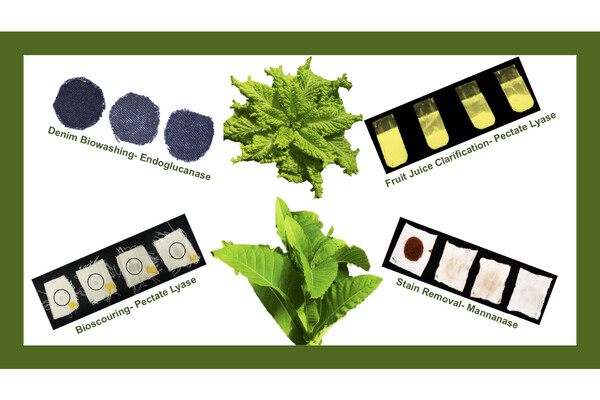 Image of two plants and four examples of enzyme applications: denim biowashing, bioscouring, fruit juice clarification, and stain removal.