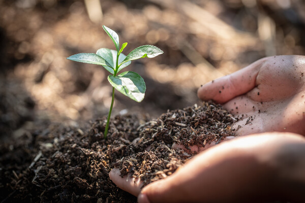 Hands planting a plant. 