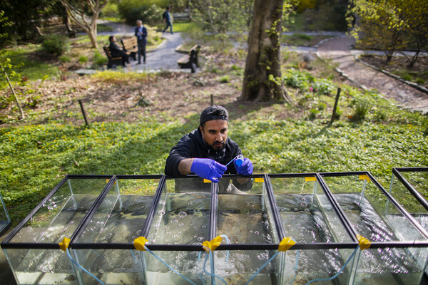 A student crouches in front of several aquariums full of water and collects a sample, surrounded by a park setting.