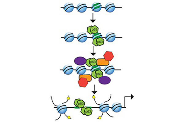 cl/p protein rendering