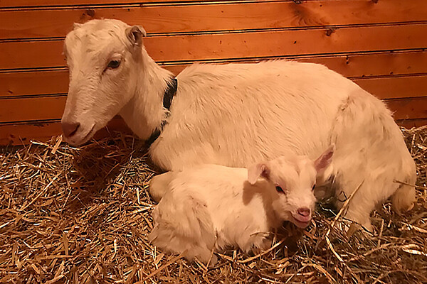 A mother and baby goat lay on hay in a barn. 