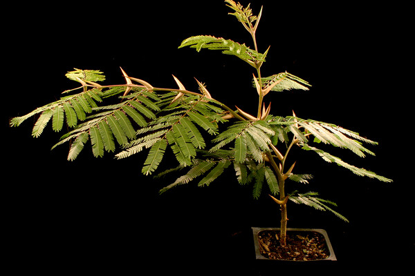 vachellia collinsii tree with swollen thorns growing in a pot