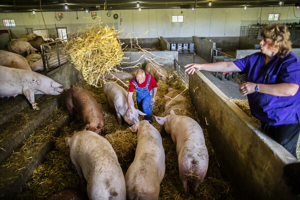 pigs in large stalls at new bolton center