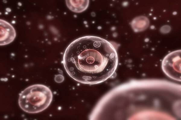 microscopic cells