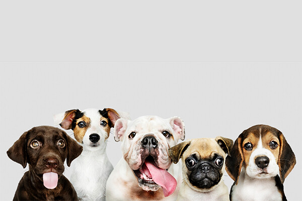 Row of six adorable and different dog breeds