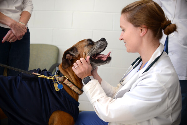 sophie the boxer with a penn vet doctor