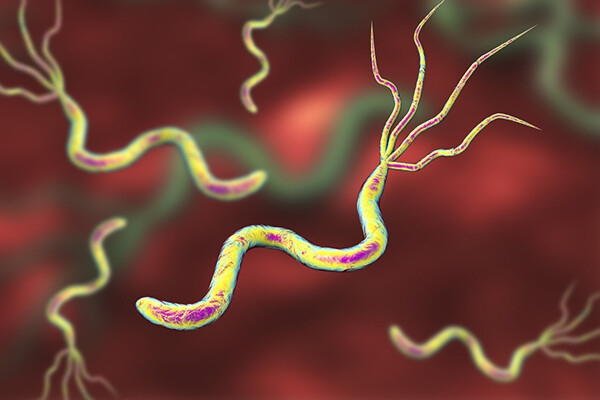 3D illustration of Helicobacter pylori