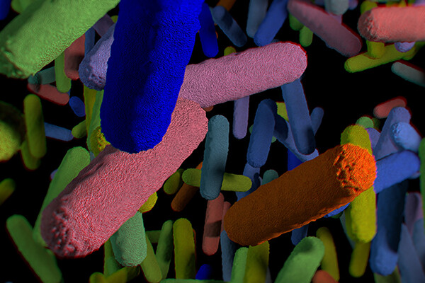 rendering of the microbiome inside the gut