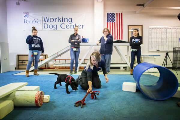 Penn Vet Working Dog Center trainer with puppy on the floor