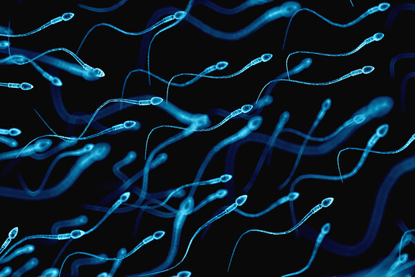 Cluster of luminescent sperm swimming upstream