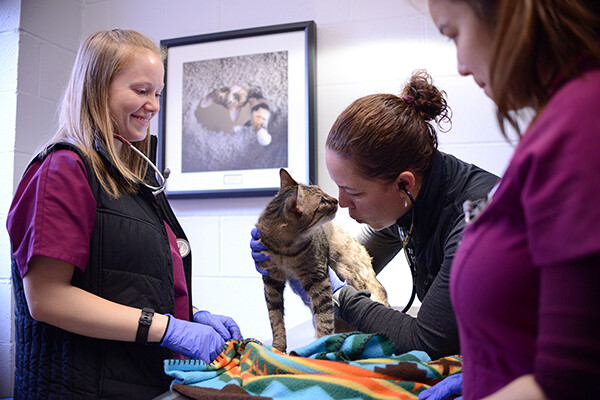 Three members of Penn's medical community stand over a cat on an exam table, one person rubs noses with the cat.