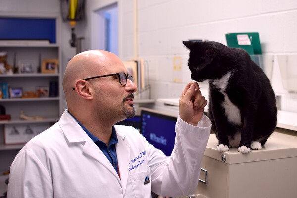 Veterinarian in white coat holds hand out to a cat perched on a filing cabinet