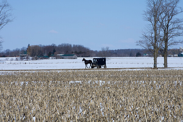 Amish buggy traveling on a road with a farm in the background and snow-covered winter cropland in the foreground.