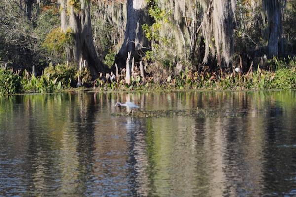 A heron stands in a swamp