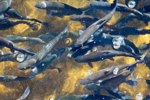 Dozens of rainbow trout swimming