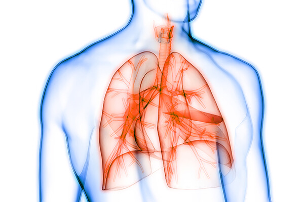 drawing of the upper body with the outline of the lungs highlighted
