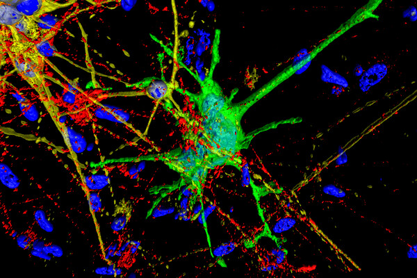 colorful rendering of different brain cells in blue, green, and red