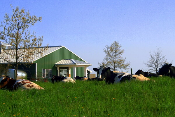 cows in a field at new bolton center