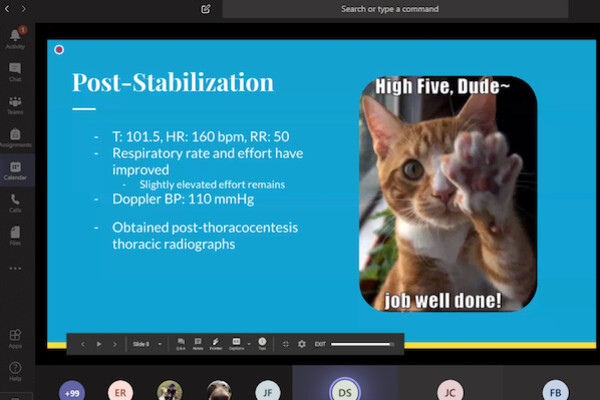 Screenshot of veterinary online course with picture of a cat
