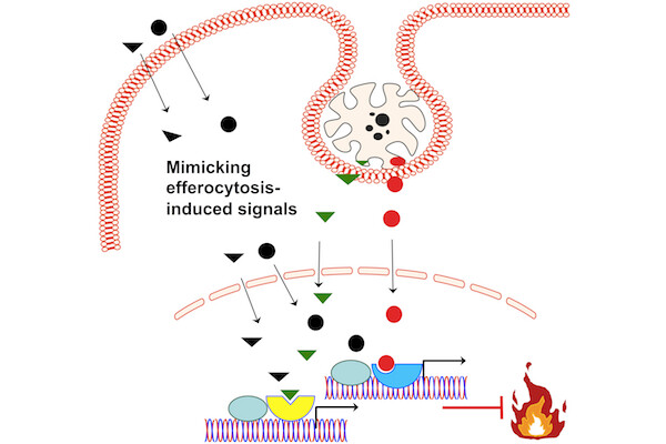 Image of a body's cell representing with the words "mimicking efferocytosis-induced signals" showing the treatment of an inflammatory disease