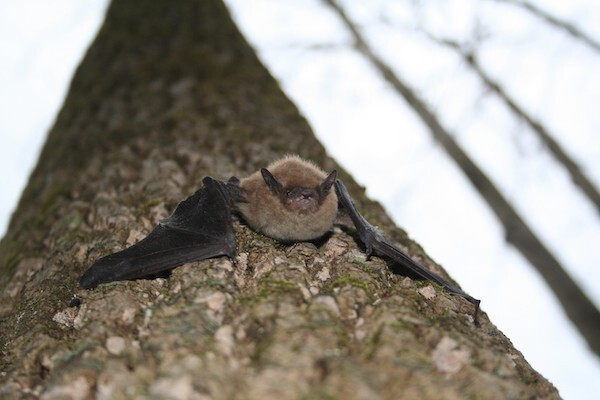 close-up image of bat on a tree trunk; three bare trees are in the right background