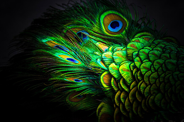 Peacock feathers under bright light