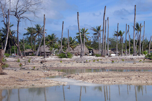 kirbati trees and water line