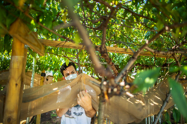a person in a mask looking at bugs on a tarp below a canopy of tree branches