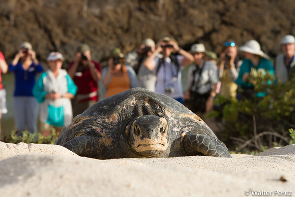 turtle in the sand in galapagos