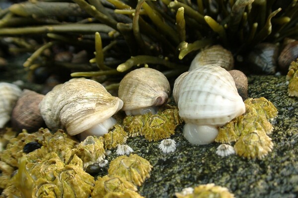 snails and barnacles on a rock on the seashore