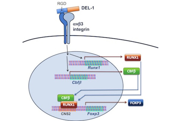 Scientific diagram shows how protein called DEL-1 leads to a T cell expressing FOXP3