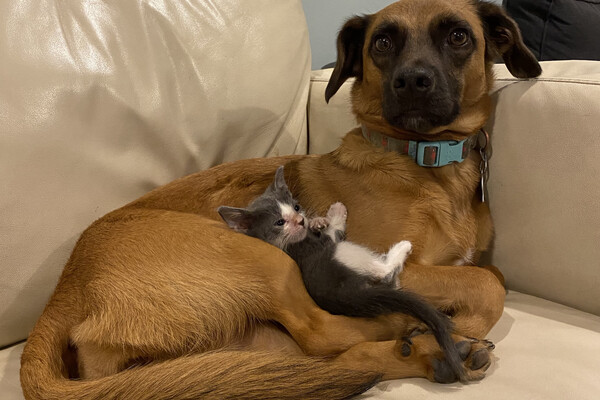 A dog sitting on a couch, with a kitten nuzzled in its lap. 