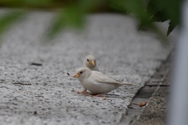 Two all-white birds on gray pavement, with blurred leaves in the foreground. 