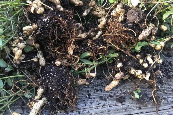 A photos of bunches of peanuts with soil and leaves in view. 