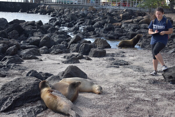 Person standing outside on a rocky beach holding a clipboard and wearing a t-shirt that reads "Penn." Three sea lions lay on the beach at the front of the photo.