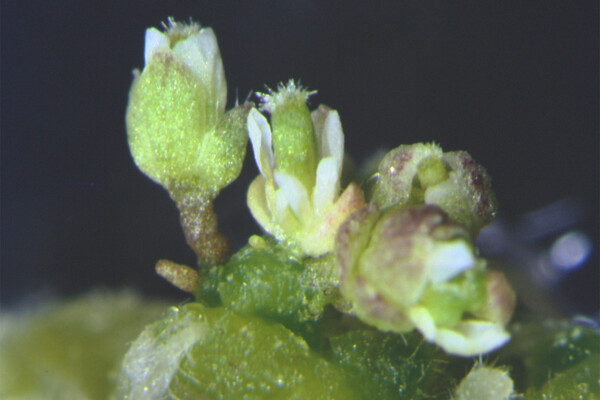 A close-up view of white flowers emerging from a plant