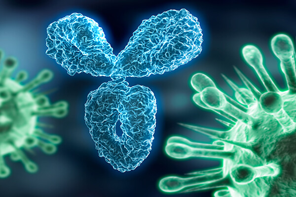 Microscopic view of an antibody surrounding virus cells.